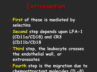 Extravasation  First  of these is mediated by selectins  Second  step depends upon LFA-1 (CD11a/CD18) and CR3 (CD11b/CD18  Third  step, the leukocyte crosses the endothelial wall, or extravasates Fourth  step is the migration due to chemoattractant molecules (IL-8) 