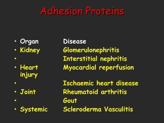 Adhesion Proteins Organ Disease Kidney Glomerulonephritis Interstitial nephritis Heart Myocardial reperfusion injury Ischaemic heart disease Joint Rheumatoid arthritis Gout Systemic Scleroderma Vasculitis 