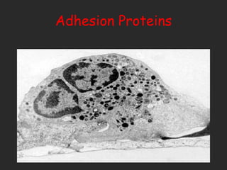 Adhesion Proteins 