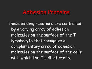 Adhesion Proteins These binding reactions are controlled by a varying array of adhesion molecules on the surface of the T lymphocyte that recognize a complementary array of adhesion molecules on the surface of the cells with which the T cell interacts. 