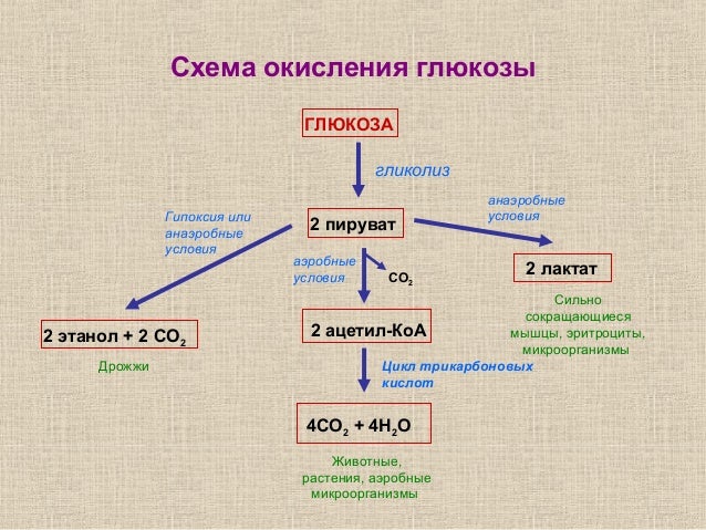 Последовательность процессов окисления глюкозы в клетках. Схема схема анаэробного гликолиза. Этапы анаэробного окисления Глюкозы. Схема реакции аэробного гликолиза Глюкозы. Аэробный гликолиз схема.