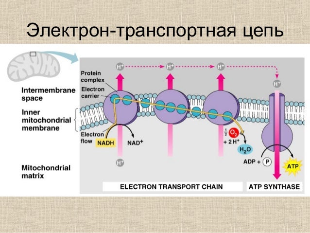 Цепь транспорта электронов