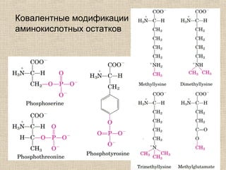 Ковалентные модификации
аминокислотных остатков
 