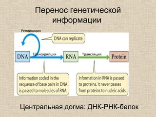 Перенос генетической
информации
ТрансляцияТранскрипция
Репликация
Центральная догма: ДНК-РНК-белок
 
