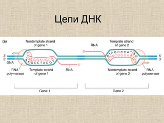 Цепи ДНК
 