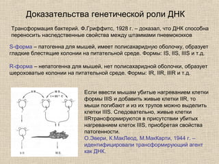 Доказательства генетической роли ДНК
Трансформация бактерий. Ф.Гриффитс, 1928 г. – доказал, что ДНК способна
переносить наследственные свойства между штаммами пневмококков
S-форма – патогенна для мышей, имеет полисахаридную оболочку, образует
гладкие блестящие колонии на питательной среде. Формы: IS, IIS, IIIS и т.д.
R-форма – непатогенна для мышей, нет полисахаридной оболочки, образует
шероховатые колонии на питательной среде. Формы: IR, IIR, IIIR и т.д.
Если ввести мышам убитые нагреванием клетки
формы IIIS и добавить живые клетки IIR, то
мыши погибают и из их трупов можно выделить
клетки IIIS. Следовательно, живые клетки
IIRтрансформируются в присутствии убитых
нагреванием клеток IIIS, приобретая свойства
патогенности.
О.Эвери, К.МакЛеод, М.МакКарти, 1944 г. –
идентифицировали трансформирующий агент
как ДНК.
 