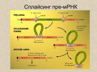 Сплайсинг пре-мРНК
 
