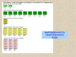 ВЫРОЖДЕННОСТЬ
ГЕНЕТИЧЕСКОГО
КОДА
 