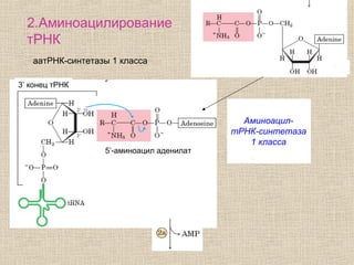 аатРНК-синтетазы 1 класса
Аминоацил-
тРНК-синтетаза
1 класса
5’-аминоацил аденилат
3’ конец тРНК
2.Аминоацилирование
тРНК
 