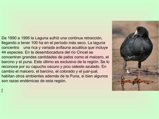 De 1990 a 1995 la Laguna sufrió una continua retracción, llegando a tener 100 ha en el período más seco. La laguna concentra  una rica y variada avifauna acuática que incluye 44 especies. En la desembocadura del río Cincel se concentran grandes cantidades de patos como el maicero, el barcino y el puna. Este último es exclusivo de la región. Se lo reconoce por su capucho oscuro y pico celeste azulado. En cambio el maicero, el barcino, el colorado y el juar-jual, habitan otros ambientes además de la Puna, si bien algunos son razas endémicas de esta región. [ 