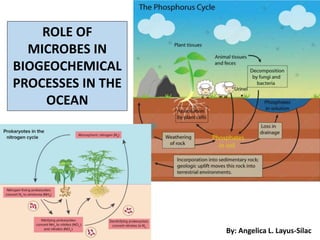 ROLE OF MICROBES BIOGEOCHEMICAL CYCLE IN OCEAN | PPT