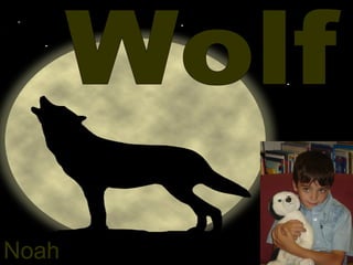 Wolf Noah 