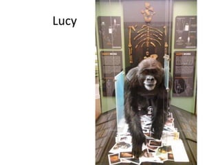 Lucy
 
