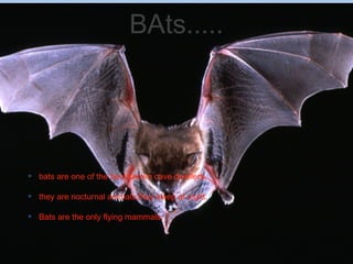 BAts.....
bats are one of the best known cave dwellers.
they are nocturnal animals;they sleep at night.
Bats are the only flying mammals.
 
