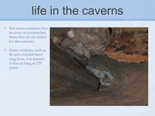 life in the caverns
Not many creatures live
in caves or caverns,but
those that do are suited
for the extreme.
Some creatures such as
th cave crayfish have
long lives, it is known
to live as long as 175
years.
 