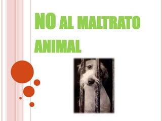 NO AL MALTRATO
ANIMAL

 