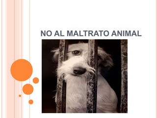 NO AL MALTRATO ANIMAL 
 
