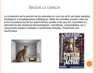 SEGÚN LA CIENCIA
La vivisección es la sección de los animales en vivo con el fin de hacer estudios
fisiológicos o investigaciones patológicas. Miles de animales mueren cada día
como consecuencia de los experimentos crueles a los que son sometidos en
laboratorios (de empresas farmacológicas, cosméticas, universidades, etc.);
otros tantos quedan mutilados o seriamente dañados. Finalmente son
sacrificados.
 
