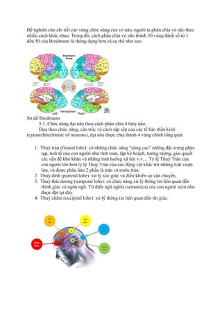 Để nghiên cứu chi tiết các vùng chức năng của vỏ não, người ta phân chia vỏ não theo
nhiều cách khác nhau. Trong đó, cách phân chia vỏ não thành 50 vùng đánh số từ 1
đến 50 của Brodmann là thông dụng hơn cả.cụ thể như sau:
Sơ đồ Brodmann
5.1. Chức năng đại não theo cách phân chia 4 thùy não.
Dựa theo chức năng, cấu trúc và cách sắp sếp của các tế bào thần kinh
(cytoarchitechtonic of neurons), đại não được chia thành 4 vùng chính tổng quát.
1. Thuỳ trán (frontal lobe): có những chức năng “nâng cao” những đặc trưng phức
tạp, tinh tế của con người như tính toán, lập kế hoặch, tưởng tượng, giải quyết
các vấn đề khó khăn và những tình huống xã hội v.v… Tỷ lệ Thuỳ Trán của
con người lớn hơn tỷ lệ Thuỳ Trán của các động vật khác trừ những loài vượn
lớn, và được phân làm 2 phần là trán và trước trán.
2. Thuỳ đỉnh (parietal lobe): xử lý xúc giác và điều khiển sự vận chuyển.
3. Thuỳ thái dương (temporal lobe): có chức năng xử lý thông tin liên quan đến
thính giác và ngôn ngữ. Từ điển ngữ nghĩa (semantics) của con người xem như
được đặt tại đây.
4. Thuỳ chẩm (occipital lobe): xử lý thông tin liên quan đến thị giác.
 