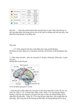 Ghi chú: – Thùy đảo (Insula lobe) nằm sâu dưới lớp vỏ não ở thùy thái dương, có
thể cảm nhận được tình trạng nội tại của cơ thể, gồm cả những cảm tính trực giác, làm
phát khởi tình thương và sự đồng cảm.
Thùy đảo
5.2. Chức năng đại não theo cách phân chia vùng của Brodmann.
Hệ thống các chức năng nơi vỏ não được trình bày chi tiết theo sơ đồ Brodmann như
sau:
1/. Chức năng cảm giác: gồm các cảm giác là thị giác, thính giác, khứu giác, vị giác,
xúc giác.
Đường dẫn truyền thị giác
Vị trí chi phối ngũ quan ở vỏ não
– Vùng thị giác ở thùy chẩm cho cảm giác về ánh sáng, hình ảnh và màu sắc của vật.
Gồm các vùng 17, 18, 19 thuộc thùy chẩm 2 bên. Vùng 17 là vùng thị giác thông
thường, vùng này cho chúng ta cảm giác ánh sáng và màu sắc nhưng không cho ta
nhận biết vật nhìn thấy. Vùng 18, 19 là vùng thị giác nhận thức, cho ta nhận biết vật
nhìn thấy. Khi vùng này bị tổn thương thì nhìn thấy vật nhưng không biết là vật gì.
 