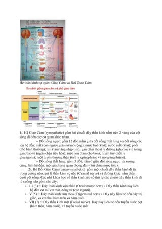 Hệ thần kinh tự quản: Giao Cảm và Đối Giao Cảm
1/. Hệ Giao Cảm (sympathetic) gồm hai chuỗi dây thần kinh nằm trên 2 vùng của cột
sống đi đến các cơ quan khác nhau.
– Đốt sống ngực: gồm 12 đốt, nằm giữa đốt sống thắt lưng và đốt sống cổ;
ien hệ đến: mắt (con ngươi giãn nở/mở rộng); nước bọt (khô); nước mắt (khô); phổi
(thở bình thường); tim (làm tăng nhịp tim); gan (làm thoát ra đường (glucose) từ trong
gan; bao tử (ngăn chận tiêu hóa); ruột non (làm cho bón); tuyến tụy (tiết ra
glucagons); ruột tuyến thượng thận (tiết ra epinephrine và norepinephrine).
– Đốt sống thắt lưng: gồm 5 đốt, nằm ở giữa đốt sống ngực và xương
cùng; liên hệ đến: ruột già, bàng quan (bọng đái = túi chứa nưóc tiểu).
2/. Hệ Đối Giao Cảm (parasympathetic) gồm một chuỗi dây thần kinh đi từ
trong cuống não, gọi là thần kinh sọ não (Cranial nerve) và đường khác nằm phần
dưới cột sống. Các nhà khoa học về thần kinh xếp số thứ tự các chuỗi dây thần kinh đi
từ cuống não gồm các dây:
 III (3) = Dây thần kinh vận nhãn (Oculomotor nerve). Dây thần kinh này liên
hệ đến cơ mi, cơ mắt, đồng tử (con ngươi).
 V (5) = Dây thân kinh tam thoa (Trigeminal nerve). Dây này liên hệ đến dây thị
giác, và cơ nhai hàm trên và hàm duới.
 VII (7) = Dây thần kinh mặt (Facial nerve). Dây này liên hệ đến tuyến nước bọt
(hàm trên, hàm dưới), và tuyến nước mắt.
 