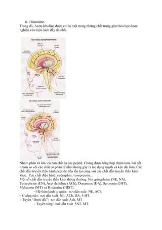 6. Histamine.
Trong đó, Acetylcholine được coi là một trong những chất trung gian hóa học được
nghiên cứu một cách đầy đủ nhất.
Nhóm phân tử lớn: có bản chất là các peptid. Chúng được tổng hợp chậm hơn, bài tiết
ít hơn so với các chất có phân tử nhỏ nhưng gây ra tác dụng mạnh và kéo dài hơn. Các
chất dẫn truyền thần kinh peptide đều tồn tại cùng với các chất dẫn truyền thần kinh
khác. Các chất điển hinh: endorphin, vasopressin…
Một số chất dẫn truyền thần kinh thông thường: Norepinephrine (NE, NA),
Epinephrine (EN), Acetylcholine (ACh), Dopamine (DA), Serotonin (5HT),
Melatonin (MT) và Histamine (HIST).
– Hệ thần kinh tự quản: nơi dẫn xuất NE, ACh.
– Cuống não: nơi dẫn xuất NE, ACh, DA, 5-HT.
– Tuyến “Dưới đồi”: nơi dẫn xuất Ach, MT
– Tuyến tùng: nơi dẫn xuất 5NT, MT.
 