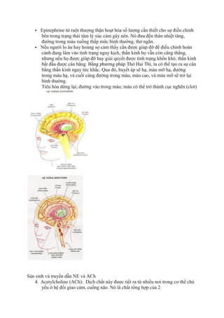  Epinephrine từ ruột thượng thận hoạt hóa số lượng cần thiết cho sự điều chỉnh
bên trong trạng thái tâm lý xúc cảm gây nên. Nó đưa đến thân nhiệt tăng,
đường trong máu xuống thấp mức bình thường, thở ngắn.
 Nếu người lo âu hay hoảng sợ cảm thấy cần được giúp đỡ để điều chỉnh hoàn
cảnh đang lâm vào tình trạng nguy kịch, thần kinh họ vẫn còn căng thẳng,
nhưng nếu họ được giúp đỡ hay giải quyết được tình trạng khốn khó, thần kinh
bắt đầu được cân bằng. Bằng phương pháp Thở Hai Thì, ta có thể tạo ra sự cân
bằng thần kinh ngay tức khắc. Qua đó, huyết áp sẽ hạ, máu mỡ hạ, đường
trong máu hạ, và cuối cùng đường trong máu, máu cao, và máu mỡ sẽ trở lại
bình thường.
Tiêu hóa dừng lại; đường vào trong máu; máu có thể trở thành cục nghẽn (clot)
Sản sinh và truyền dẫn NE và ACh
4. Acetylcholine (ACh): Dịch chất này được tiết ra từ nhiều nơi trong cơ thể chủ
yếu ở hệ đối giao cảm, cuống não. Nó là chất tổng hợp của 2
 
