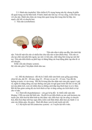 2.3. Hành não (medulla): Nhỏ chiếm 0,5% trọng lượng não bộ, nhưng là phần
rất quan trọng của hệ thần kinh. Ở dưới, hành não liên tục với tuỷ sống, ở trên liên tục
với cầu não. Hành não chứa các trung tâm quan trọng như trung tâm hô hấp, tim
mạch, chế tiết và chuyển hoá
3. Tiểu não (cerebellum):
Tiểu não nằm ở phía sau đầu, bên dưới đại
não. Trên bề mặt tiểu não có nhiều khe chia tiểu não ra làm nhiều thuỳ. Tiểu não có
cấu tạo chất xám phủ bên ngoài, tạo nên vỏ tiểu não, chất trắng bên trong tạo nên thể
tuỷ. Tiểu não điều khiển sự phối hợp và thăng bằng các hoạt động phức tạp như đi và
nói chuyện.
D.Hệ viền não (limpic system).
Hệ viền não gồm 5 bộ phận chính như sau:
4.1. Đồi thị (thalamus): đồi thị là 2 khối chất xám hình xoan giống quả trứng
chim bồ câu, dài 20 – 40 mm, rộng 18 – 20 mm và cao 20 – 22 mm. Trục đồi thị
hướng ra trước và vào trong. Đồi thị là trung khu thu nhận mọi cảm giác ngoại vi gửi
về, nghĩa là chặng dừng của mọi đường cảm giác từ ngũ quan trước khi lên vỏ não, để
nơi này phân tích, xem xét nhằm đưa ra những cách đáp ứng thích hợp và có ý thức.
Đồi thị làm giảm cường độ các kích thích có hại và tăng cường các kích thích có lợi
cho vỏ não.
4.2. Dưới đồi (hypothalamus) – còn gọi là hạ đồi: là 1khối chất xám nhỏ
khoảng 1/300 của toàn thể khối não. Hạ đồi là nơi điều khiển sự sản xuất hormon của
tuyến yên, điều hoà hệ thần kinh tự chủ (thực vật), điều hoà việc ăn uống và chuyển
hoá, điều hoà nhịp sinh học ngày đêm, kiểm soát thân nhiệt, điều hoà các hành vi và
cảm xúc (khứu giác, thị giác). Dưới đồi được xem là một tuyến nội tiết.
4.3. Hệ tuyến nội tiết (endocrine system): có 3 tuyến nội tiết ở não.
 