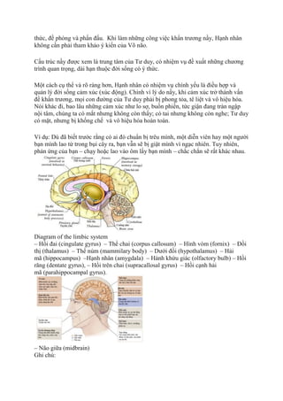 thức, đề phòng và phấn đấu. Khi làm những công việc khẩn trương nầy, Hạnh nhân
không cần phải tham khảo ý kiến của Võ não.
Cấu trúc nầy được xem là trung tâm của Tư duy, có nhiệm vụ đề xuất những chương
trình quan trọng, dài hạn thuộc đời sống có ý thức.
Một cách cụ thể và rõ ràng hơn, Hạnh nhân có nhiệm vụ chính yếu là điều hợp và
quản lý đời sống cảm xúc (xúc động). Chính vì lý do nầy, khi cảm xúc trở thành vấn
đề khẩn trương, mọi con đường của Tư duy phải bị phong tỏa, tê liệt và vô hiệu hóa.
Nói khác đi, bao lâu những cảm xúc như lo sợ, buồn phiền, tức giận đang tràn ngập
nội tâm, chúng ta có mắt nhưng không còn thấy; có tai nhưng không còn nghe; Tư duy
có mặt, nhưng bị khống chế và vô hiệu hóa hoàn toàn.
Ví dụ: Dù đã biết trước rằng có ai đó chuẩn bị trêu mình, một diễn viên hay một người
bạn mình lao từ trong bụi cây ra, bạn vẫn sẽ bị giật mình vì ngạc nhiên. Tuy nhiên,
phản ứng của bạn – chạy hoặc lao vào ôm lấy bạn mình – chắc chắn sẽ rất khác nhau.
Diagram of the limbic system
– Hồi đai (cingulate gyrus) – Thể chai (corpus callosum) – Hình vòm (fornix) – Đồi
thị (thalamus) – Thể núm (mammilary body) – Dưới đồi (hypothalamus) – Hải
mã (hippocampus) –Hạnh nhân (amygdala) – Hành khứu giác (olfactory bulb) – Hồi
răng (dentate gyrus), – Hồi trên chai (supracallosal gyrus) – Hồi cạnh hải
mã (parahippocampal gyrus).
– Não giữa (midbrain)
Ghi chú:
 
