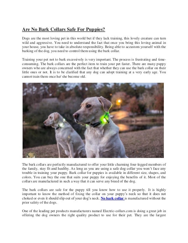 bark collar on puppy