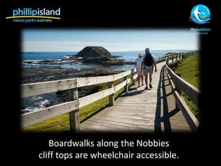 Boardwalks along the Nobbies
cliff tops are wheelchair accessible.
 