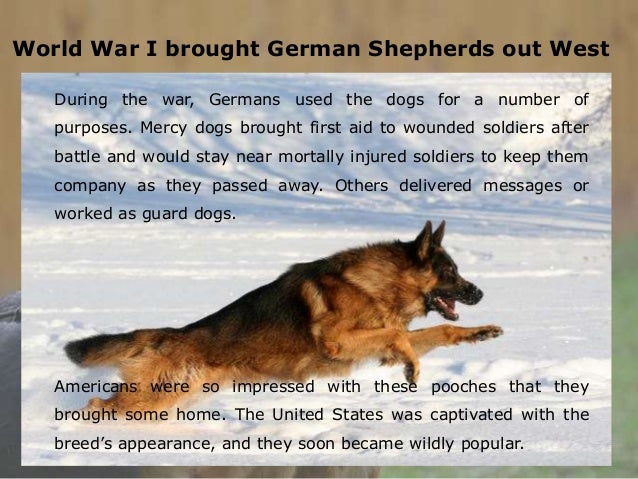 Are German Shepherds Good With Other Dogs Are German Shepherds Good With Other Dogs