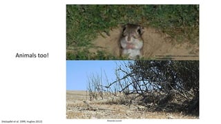 Animals too!
Amanda Liczner
B.Peterson, http://www.arkive.org/giant-kangaroo-
rat/dipodomys-ingens/
(Holzapfel et al. 1999, Hughes 2012)
 