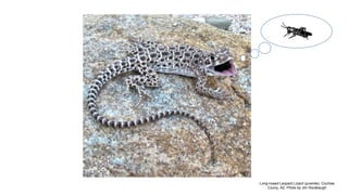 Long-nosed Leopard Lizard (juvenile), Cochise
Couny, AZ. Photo by Jim Rorabaugh
 