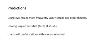 Predictions
Lizards will forage more frequently under shrubs and other shelters.
Lower giving-up densities (GUD) at shrubs.
Lizards will prefer stations with annuals removed.
 