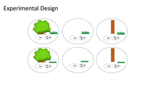 Experimental Design
 