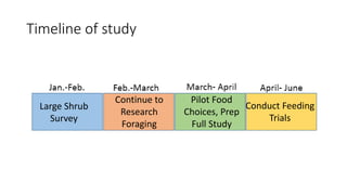 Timeline of study
Large Shrub
Survey
Continue to
Research
Foraging
Pilot Food
Choices, Prep
Full Study
Conduct Feeding
Trials
 