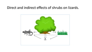 Direct and indirect effects of shrubs on lizards.
 
