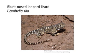 Blunt-nosed leopard lizard
Gambelia sila
Photo by Gary Nafis.
http://www.californiaherps.com/lizards/images/gsilaslo6084.jpg
 