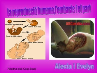 La reproducció humana,l'embaràs i el part Alexia i Evelyn Ariadna sisè Ceip Brasil 