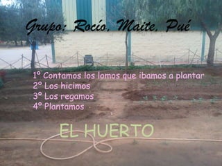 Grupo: Rocío, Maite, Pué
EL HUERTO
1º Contamos los lomos que ibamos a plantar
2º Los hicimos
3º Los regamos
4º Plantamos
 