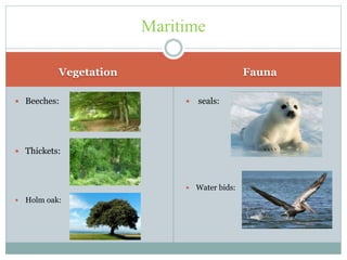 Vegetation Fauna
 Beeches:
 Thickets:
 Holm oak:
 seals:
 Water bids:
Maritime
 