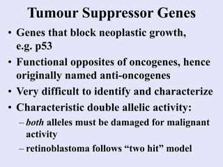Tumour Suppressor Genes
• Genes that block neoplastic growth,
e.g. p53
• Functional opposites of oncogenes, hence
originally named anti-oncogenes
• Very difficult to identify and characterize
• Characteristic double allelic activity:
– both alleles must be damaged for malignant
activity
– retinoblastoma follows “two hit” model
 
