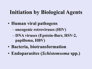 Initiation by Biological Agents
• Human viral pathogens
– oncogenic retroviruses (HIV)
– DNA viruses (Epstein-Barr, HSV-2,
papilloma, HBV)
• Bacteria, biotransformation
• Endoparasites (Schistomsoma spp.)
 
