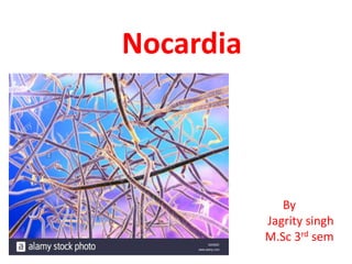 Nocardia
By
Jagrity singh
M.Sc 3rd sem
 