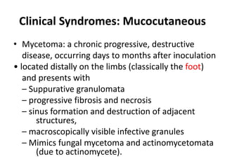 Clinical Syndromes: Mucocutaneous
• Mycetoma: a chronic progressive, destructive
disease, occurring days to months after inoculation
• located distally on the limbs (classically the foot)
and presents with
– Suppurative granulomata
– progressive fibrosis and necrosis
– sinus formation and destruction of adjacent
structures,
– macroscopically visible infective granules
– Mimics fungal mycetoma and actinomycetomata
(due to actinomycete).
 