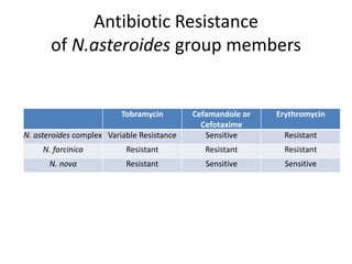 Antibiotic Resistance
of N.asteroides group members
Tobramycin Cefamandole or
Cefotaxime
Erythromycin
N. asteroides complex Variable Resistance Sensitive Resistant
N. farcinica Resistant Resistant Resistant
N. nova Resistant Sensitive Sensitive
 
