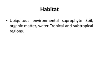 Habitat
• Ubiquitous environmental saprophyte Soil,
organic matter, water Tropical and subtropical
regions.
 