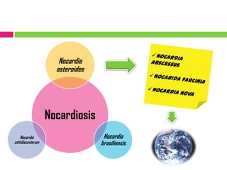 Nocardia abscessus