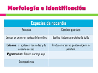 Nocardia novaNOCARDIOSIS